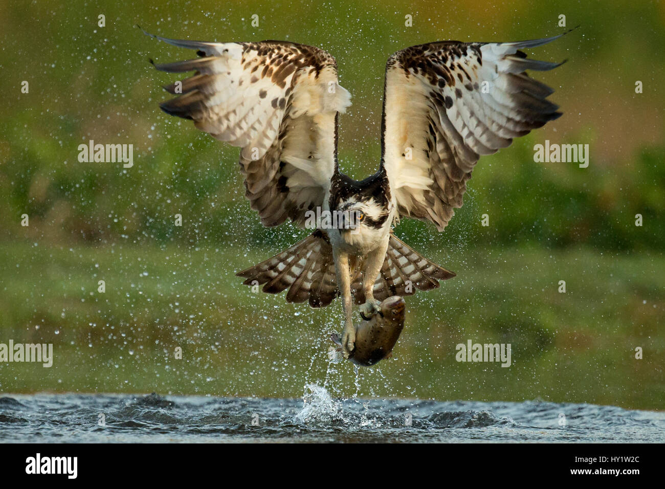 Falco pescatore (Pandion haliaetus) cattura di trota, Scozia, Regno Unito, Luglio. Foto Stock