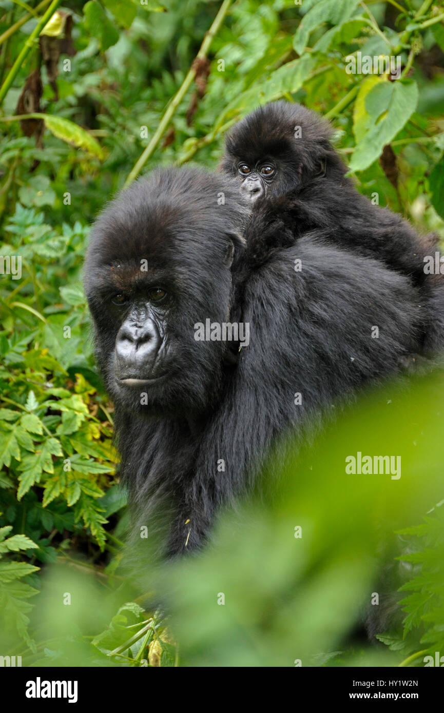 Gorilla di Montagna (Gorilla beringei beringei) madre bambino portando il Ruanda, Africa. Foto Stock