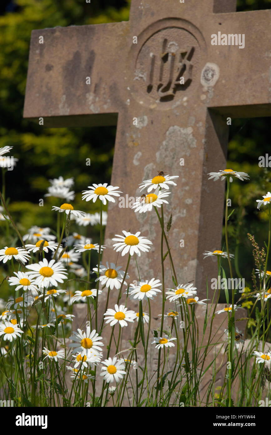 Occhio di bue pedane. (Leucanthemum vulgare) crescente nel sagrato. Norfolk, Regno Unito, maggio. Foto Stock