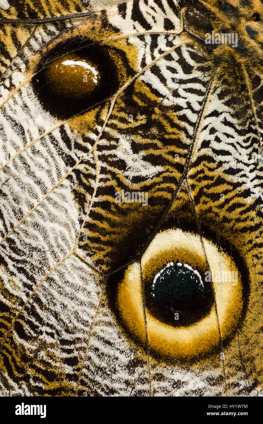 Close up dettaglio dell'occhio macchie sul parafango del gufo-eye butterfly (Caligo sp), amazzonia, Ecuador, Sud America. Foto Stock