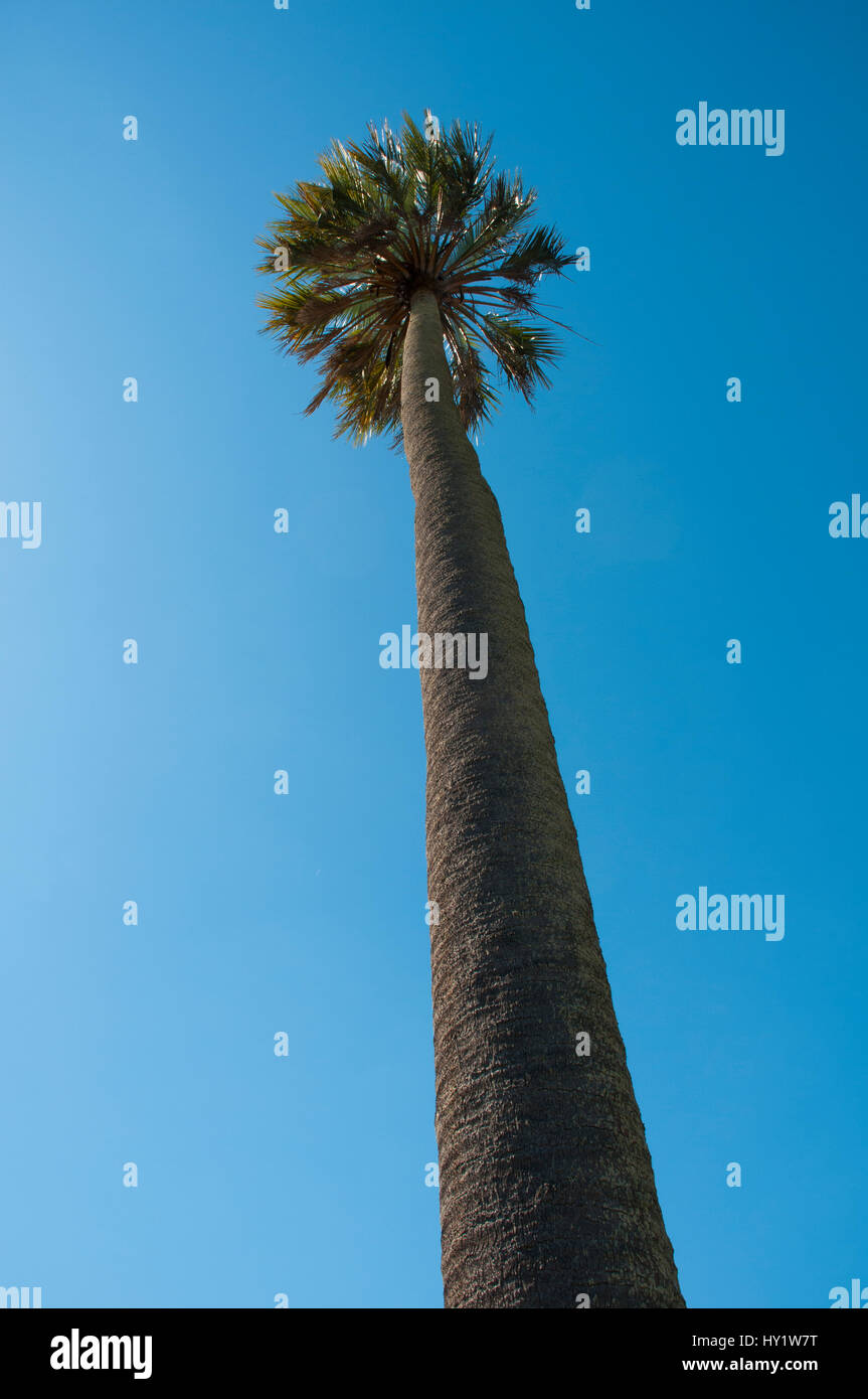 Yatay palm / jelly palm (Batia yatay) tree, El palmar Parco Nazionale , Entre Rios Provincia, Argentina Foto Stock