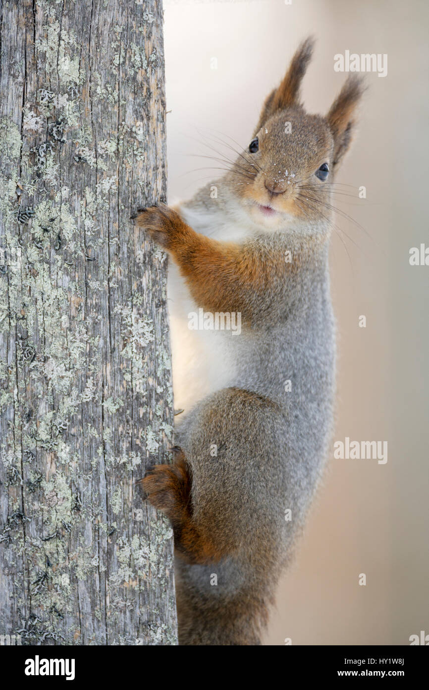 Red scoiattolo (Sciurus vulgaris) su albero morto carrello cerca. Ritratto. Kuusamo, Finlandia. Marzo. Foto Stock