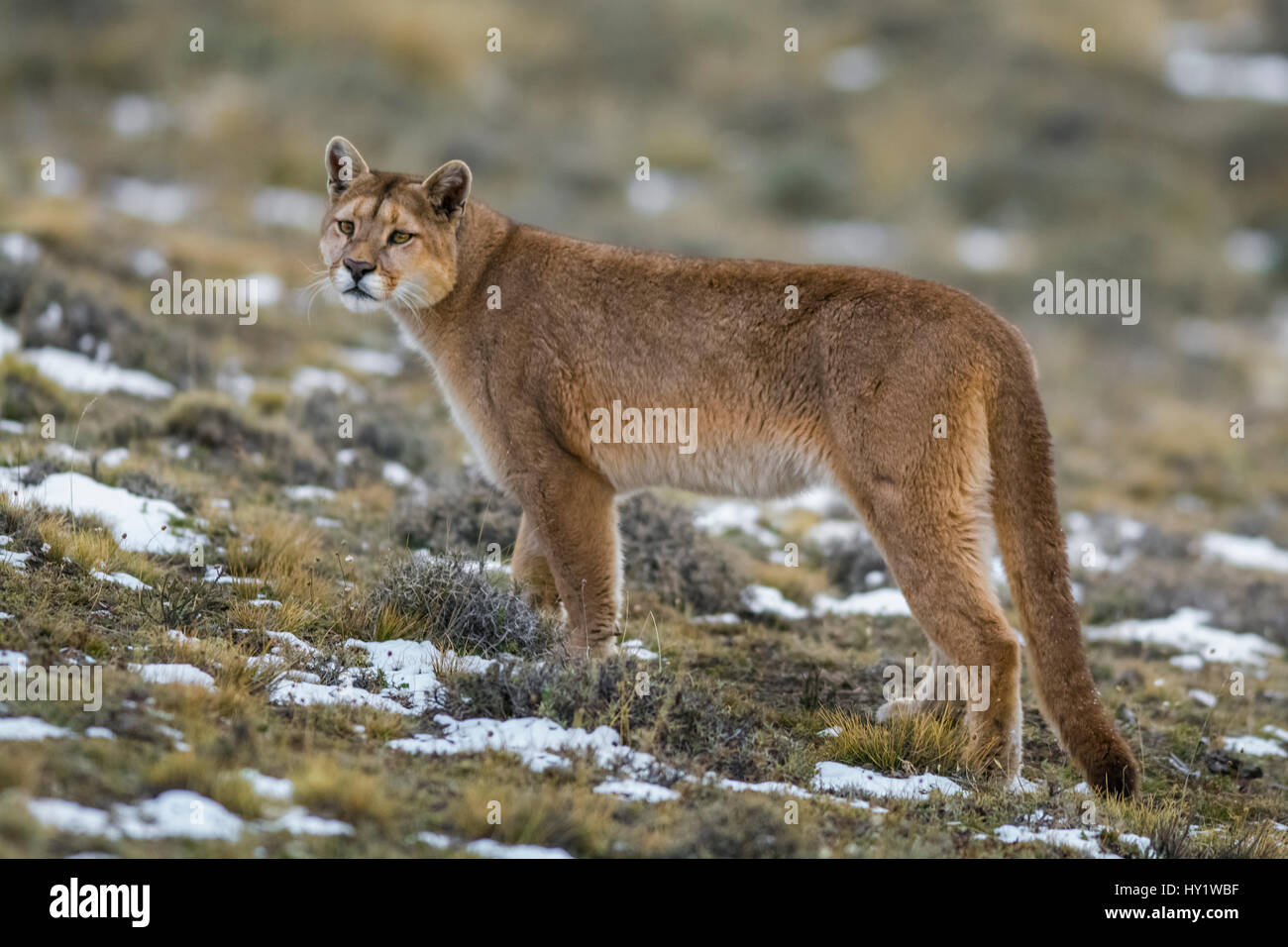 Puma concolor immagini e fotografie stock ad alta risoluzione - Alamy
