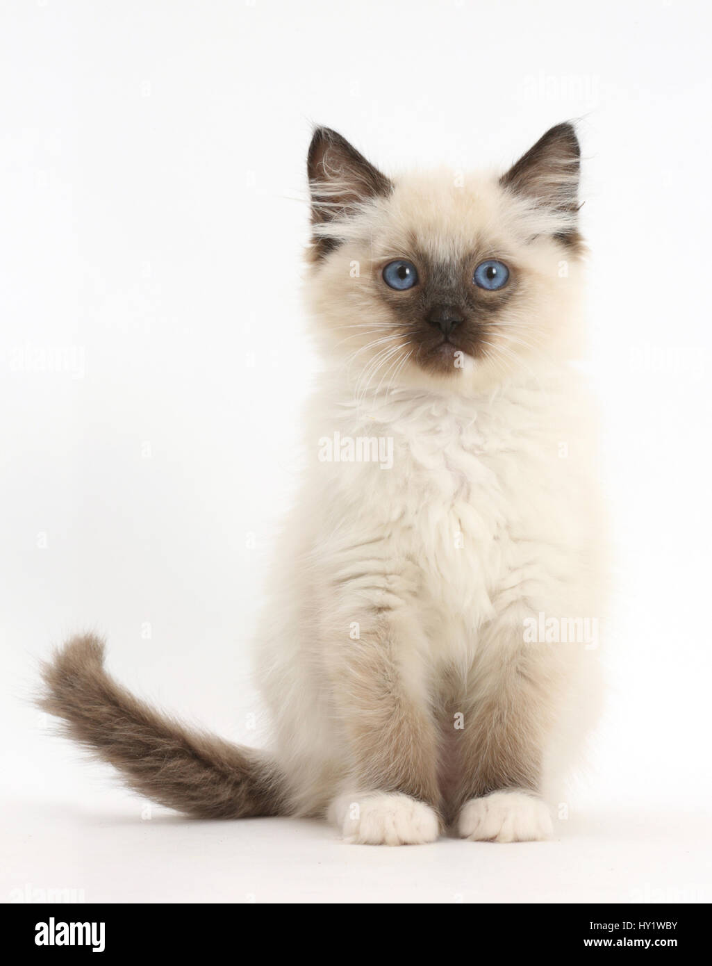 Gattini Ragdoll, dieci settimane, seduta. Foto Stock