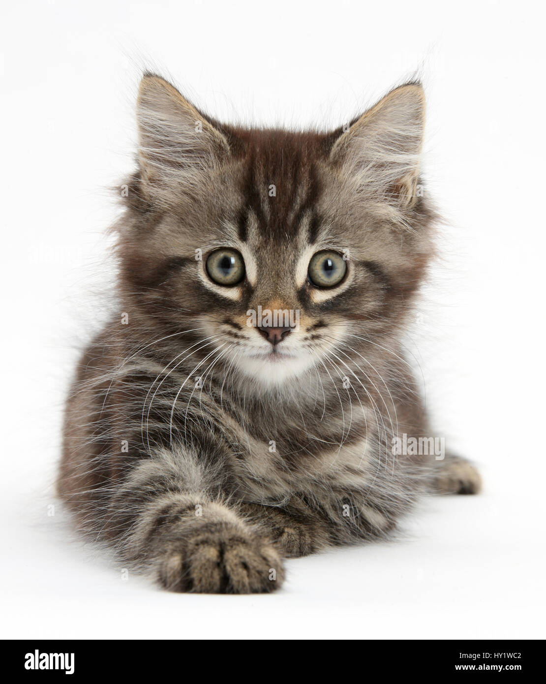 Tabby kitten, Squidge, dieci settimane, giacente con testa in alto. Foto Stock