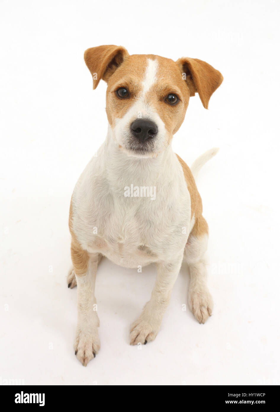 Jack Russell Terrier, Bobby, seduto e guardando verso l'alto. Foto Stock
