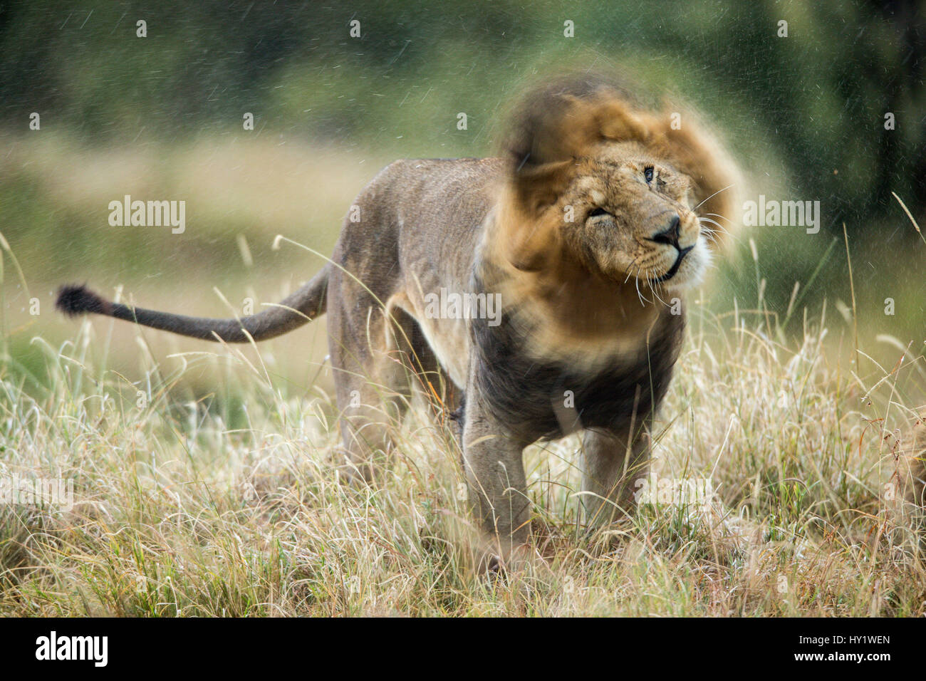 Lion (Panthera leo) maschio nella pioggia, scuotendo la testa. Masai-Mara Game Reserve, in Kenya. Foto Stock