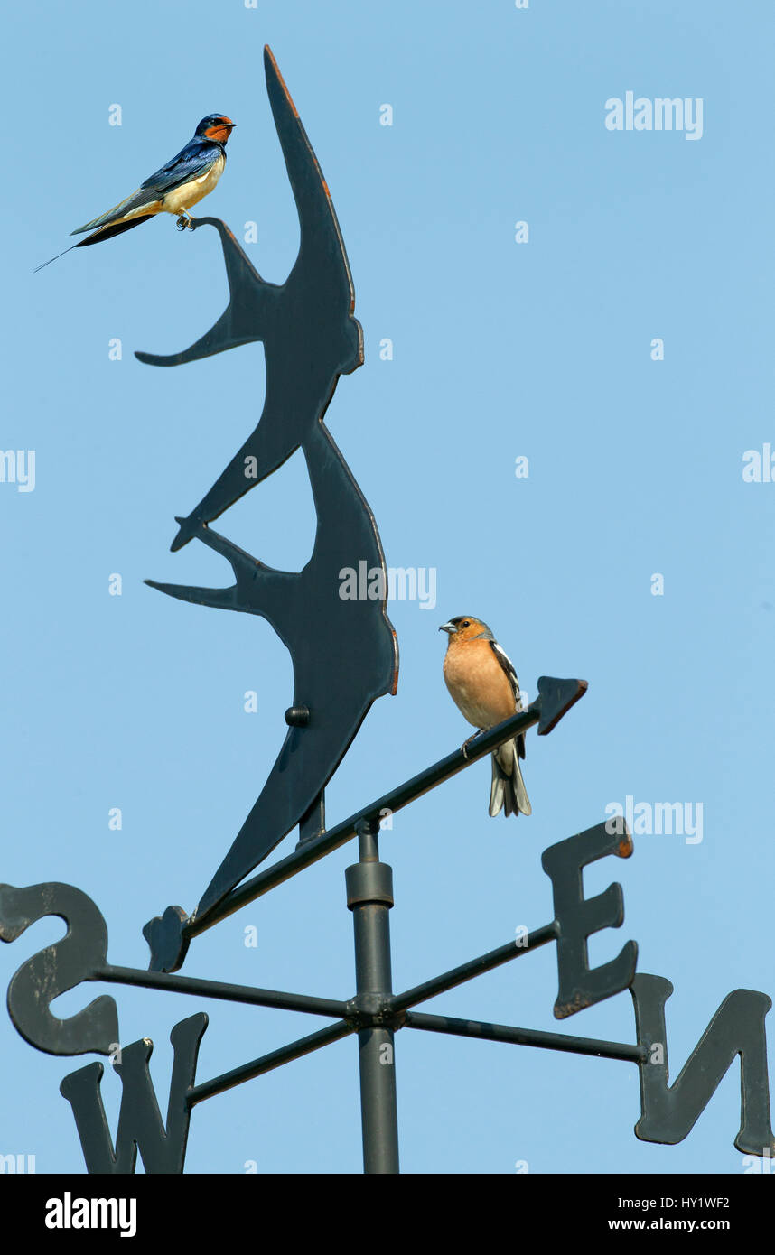 Rondine (Hirundo rustica) adulto e fringuello (Fringilla coelebs) appollaiato sulla banderuola Inghilterra, Regno Unito, maggio. Foto Stock