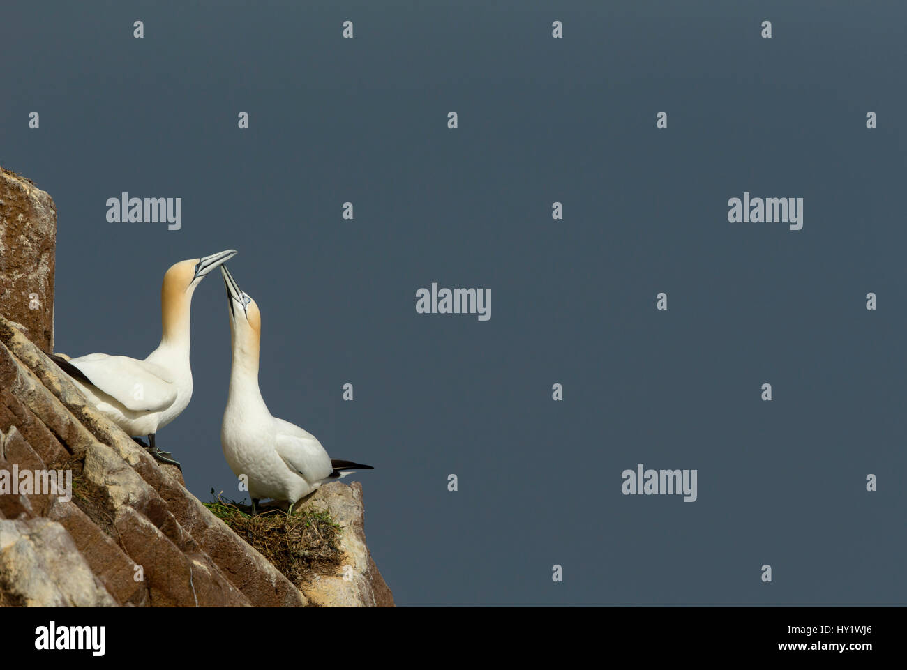 Sule (Morus) Visualizzazione, grande Saltee, County Wexford, Irlanda. Aprile . Foto Stock