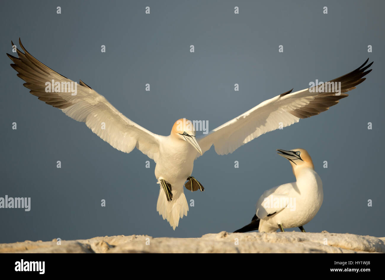 Gannett (Morus) in volo, grande Saltee, County Wexford, Irlanda. Aprile . Foto Stock