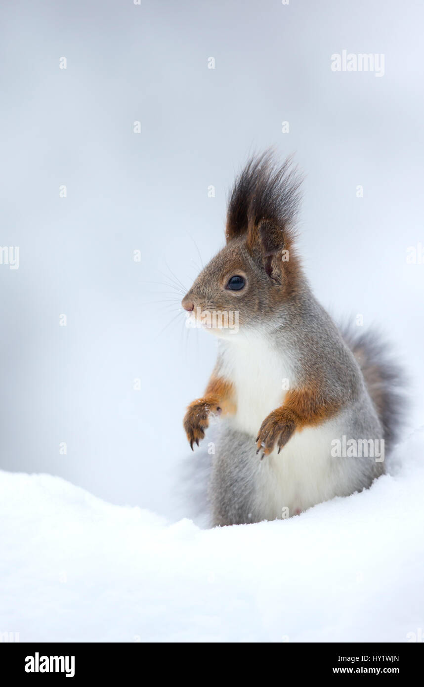 Red scoiattolo (Sciurus vulgaris) nella neve. La Finlandia. Febbraio . Foto Stock