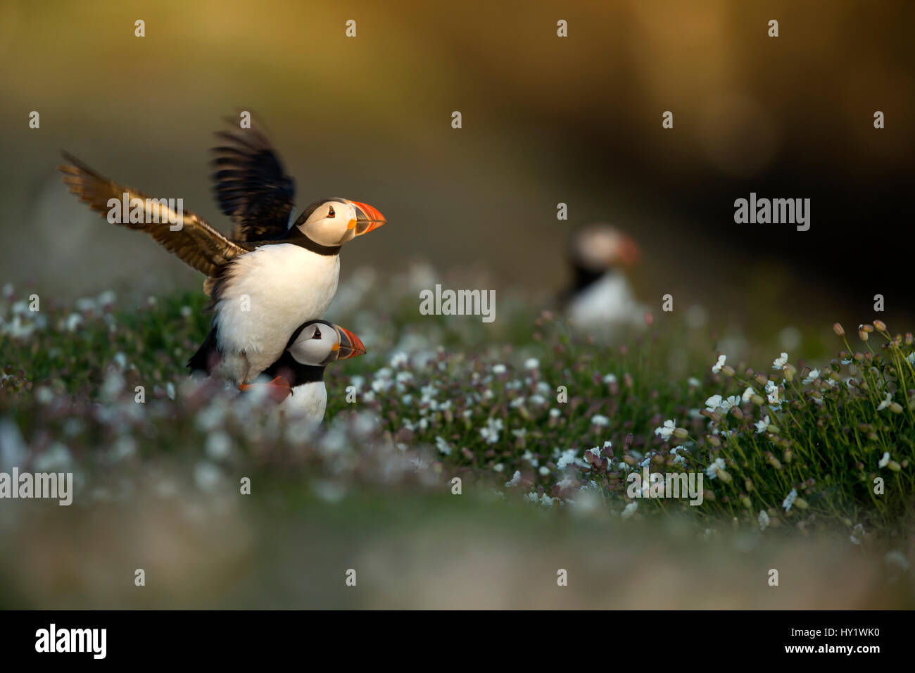 I puffini (Fratercula) visualizzazione. Isola di Skomer, Wales, Regno Unito. Aprile. Foto Stock