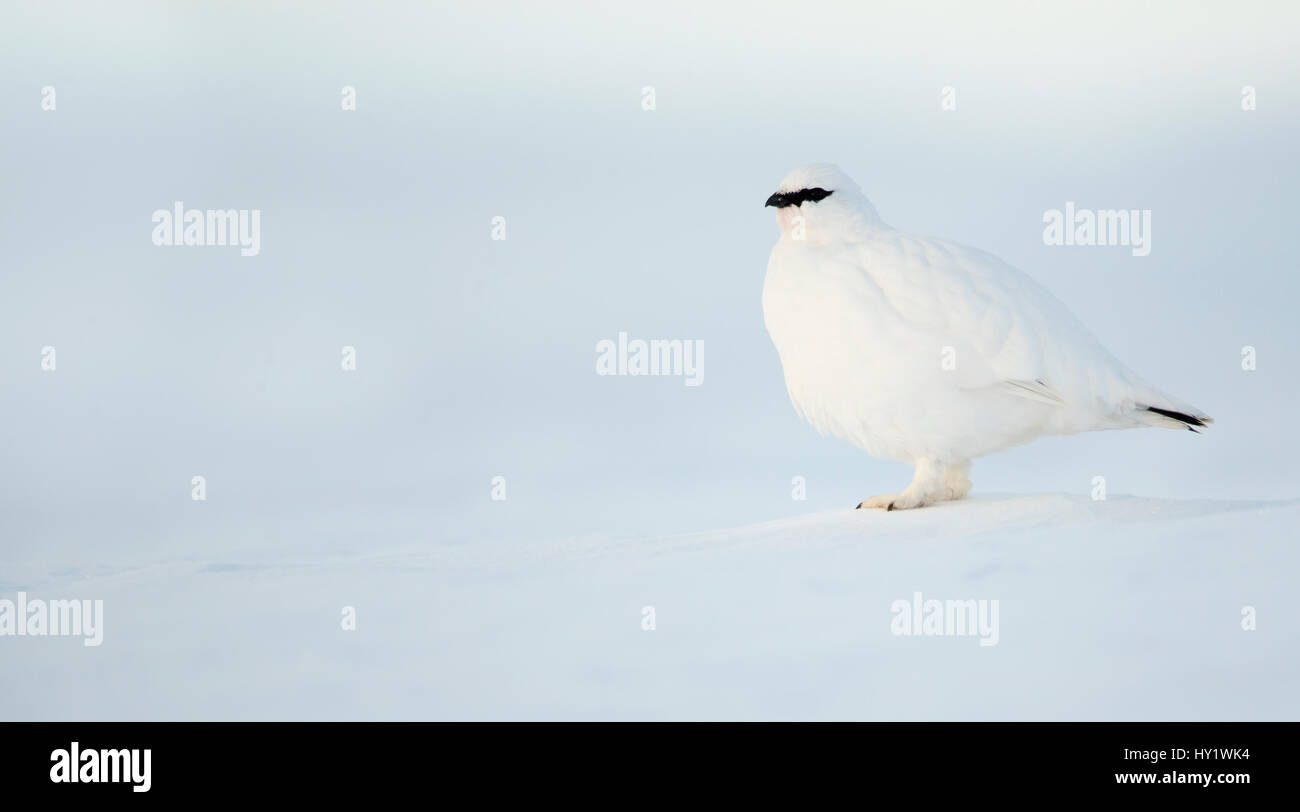 Pernice bianca (Lagopus muta) di appoggio. La Finlandia. Febbraio . Foto Stock