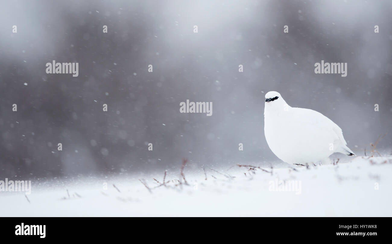 Pernice bianca (Lagopus muta) in inverno. La Finlandia. Febbraio. Foto Stock