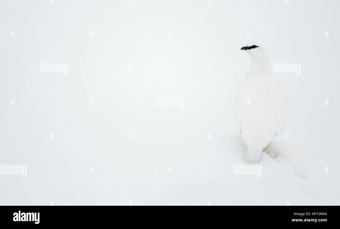 Pernice bianca (Lagopus muta) in inverno. La Finlandia. Febbraio. Foto Stock