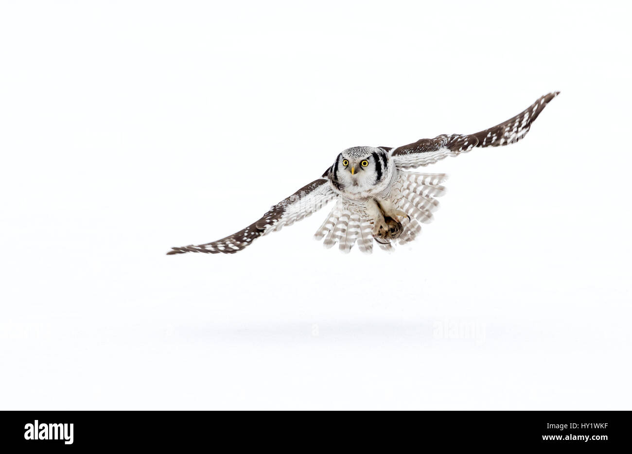 Hawk owl (surnia ulula) in volo, Finlandia. Marzo. Foto Stock