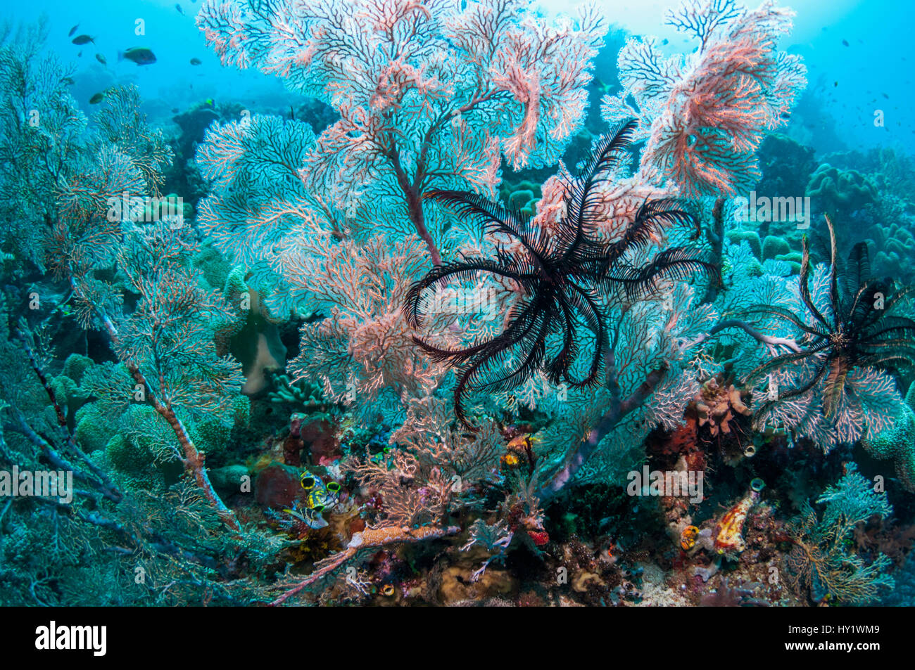 Gorgonie e crinoidi sulla barriera corallina. Indonesia. Foto Stock