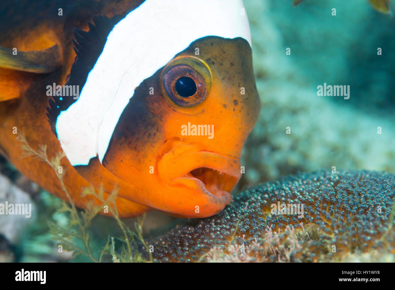 Adulto a doppio spiovente (anemonefish Amphiprion polymnus) si aera le sue uova in via di sviluppo. Dauin, Dumaguete, Negros, Filippine. Mare di Bohol, tropicali west Oceano Pacifico. Foto Stock