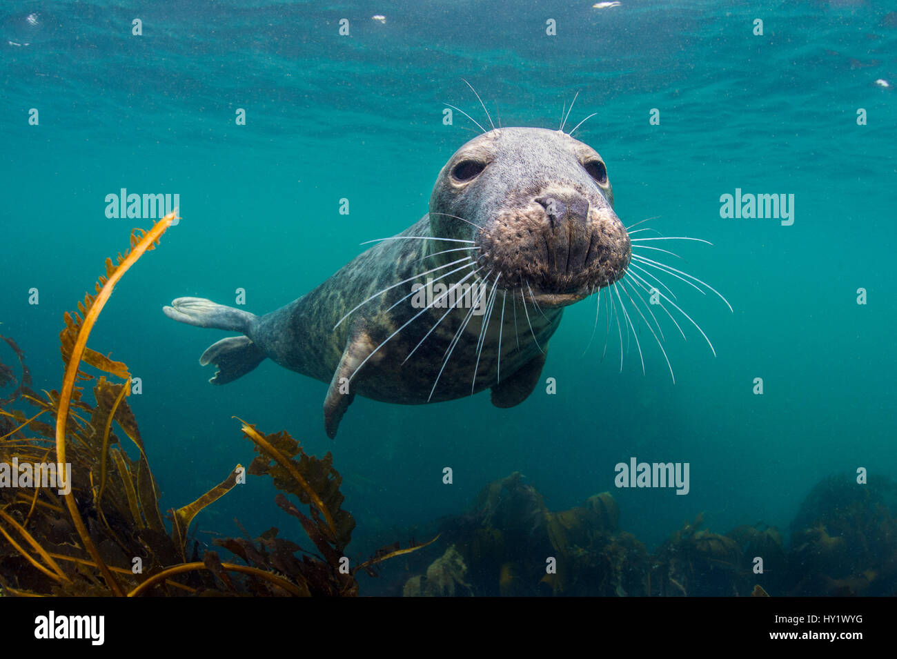 Curioso giovane maschio guarnizione grigio (Halichoerus grypus) oltre kelp. Isole farne, Northumberland, Inghilterra, Isole britanniche. Mare del Nord. Foto Stock