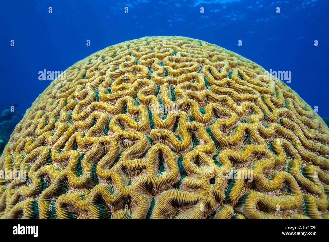 Boulder brain coral (Colpophyllia natans) crescente sulla barriera corallina. East End, Grand Cayman, Isole Cayman, British West Indies. Mar dei Caraibi. Foto Stock