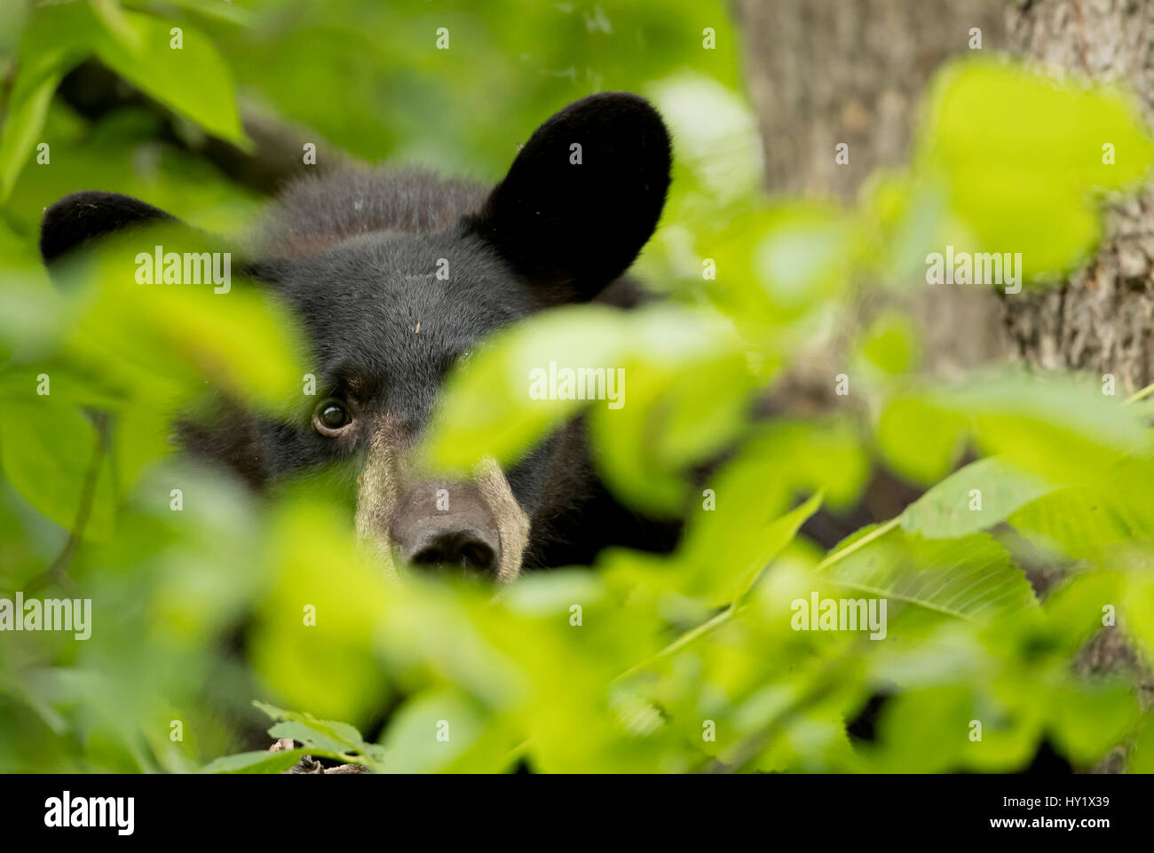 Black Bear Cub (Ursus americanus) nascondere. Minnesota, Stati Uniti d'America. Giugno. Foto Stock