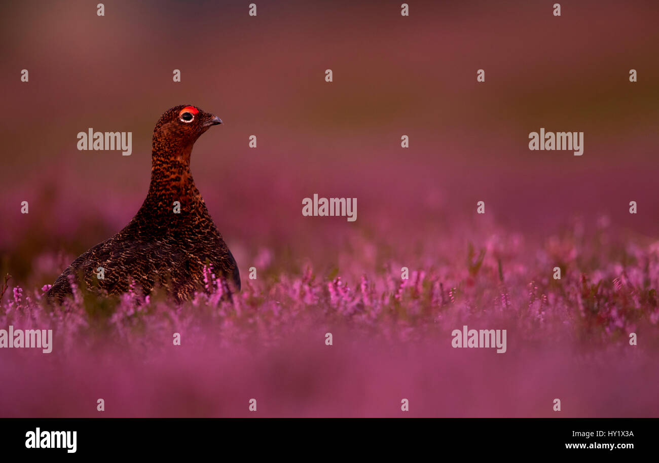 Red Grouse (Lagopus lagopus scotica) tra heather. La Scozia. Agosto Foto Stock