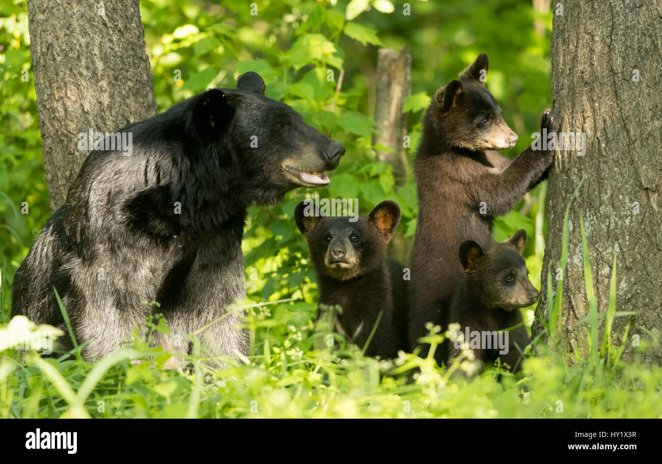 Black Bear (Ursus americanus) femmina e lupetti nel bosco, Minnesota, Stati Uniti d'America. Giugno. Foto Stock