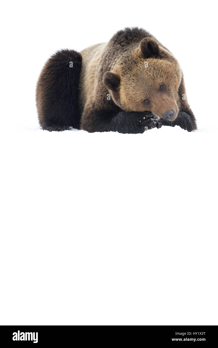 L'orso bruno (Ursus arctos) di appoggio nella neve, Finlandia. Aprile. Foto Stock