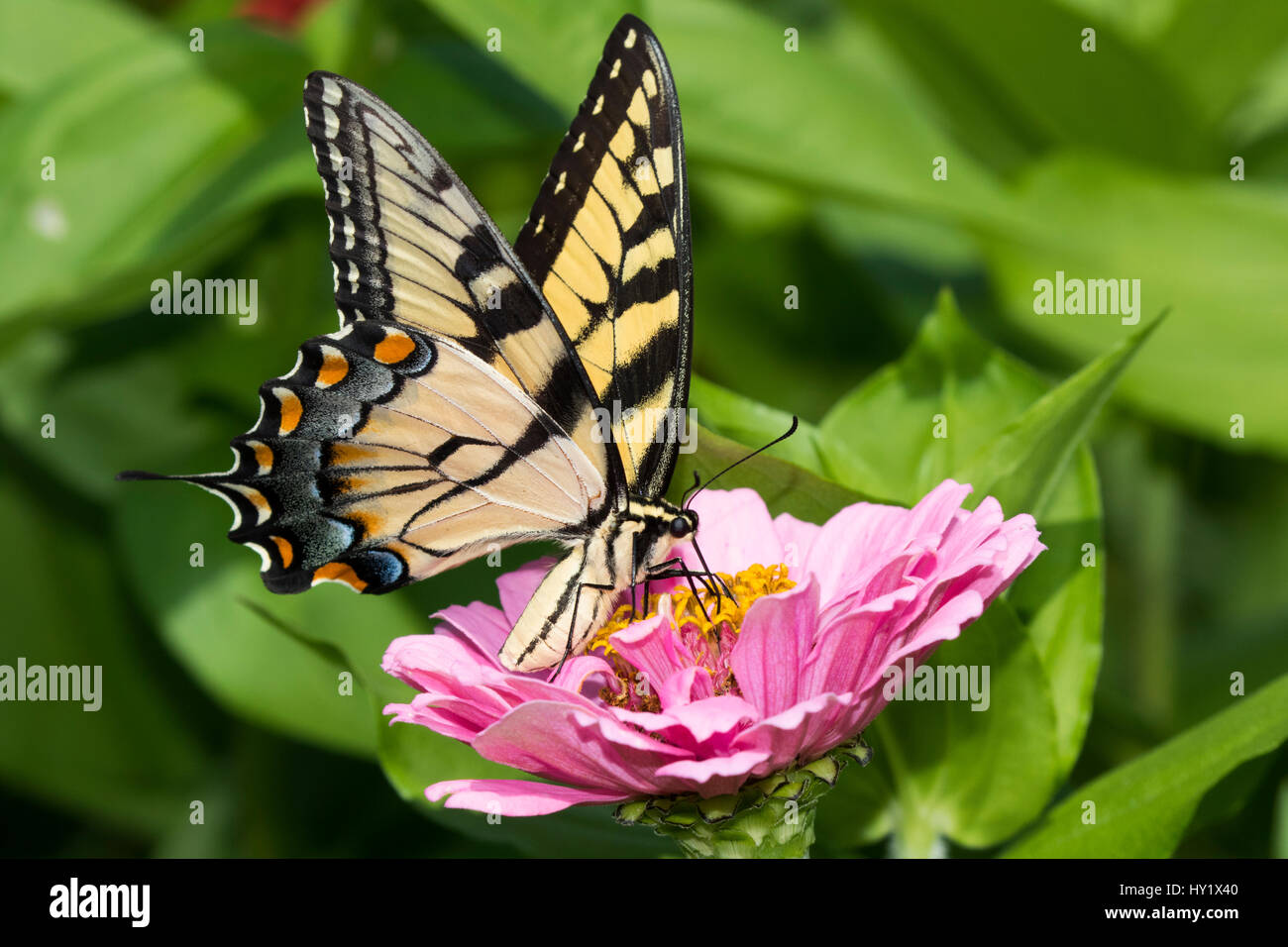 Orientale a coda di rondine di Tiger Butterfly (Papilio glaucus) nectaring su Zinnia in fattoria giardino, selvaggia e libera. Essex, Connecticut, Stati Uniti d'America. Foto Stock