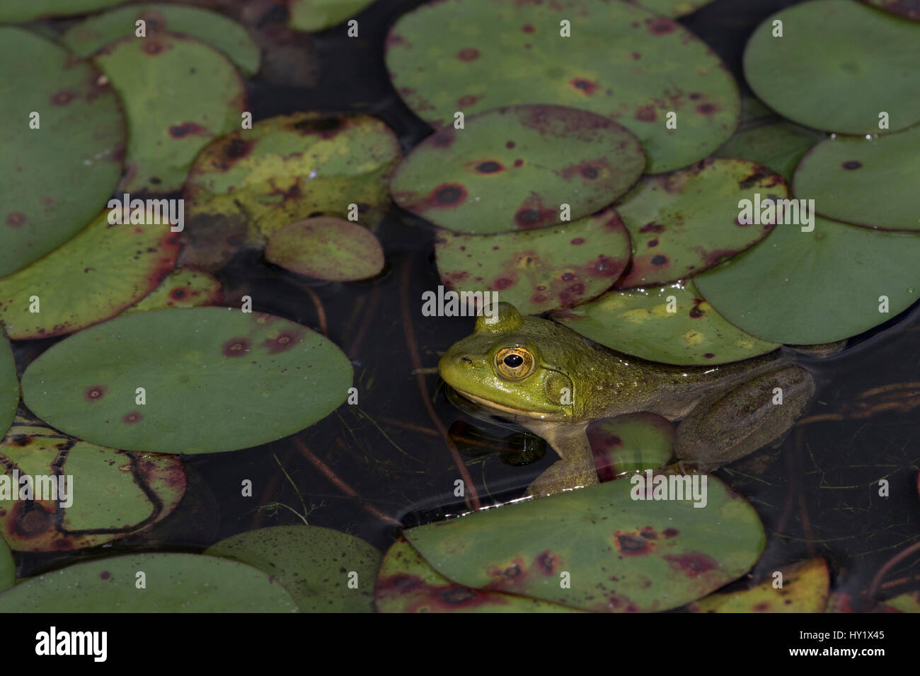 Giovani Bullfrog (Lithobates catesbeiana) in corrispondenza del bordo di stagno tra fine stagione ninfee, Settembre, Connecticut, Stati Uniti d'America. Foto Stock
