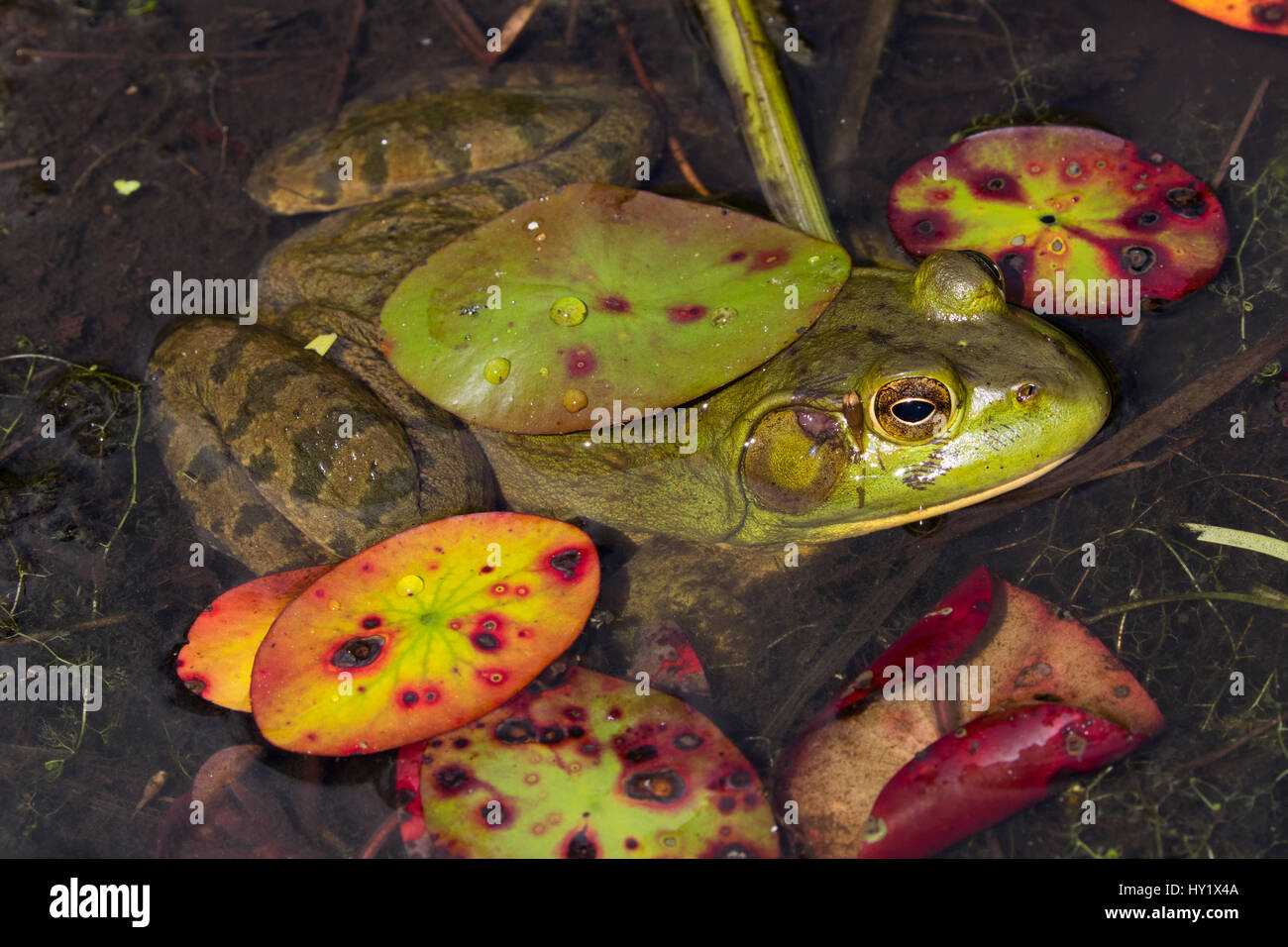 Bullfrog (Lithobates catesbeiana) in stagno fondali, tra fine stagione ninfee, Settembre. Connecticut, Stati Uniti d'America. Foto Stock