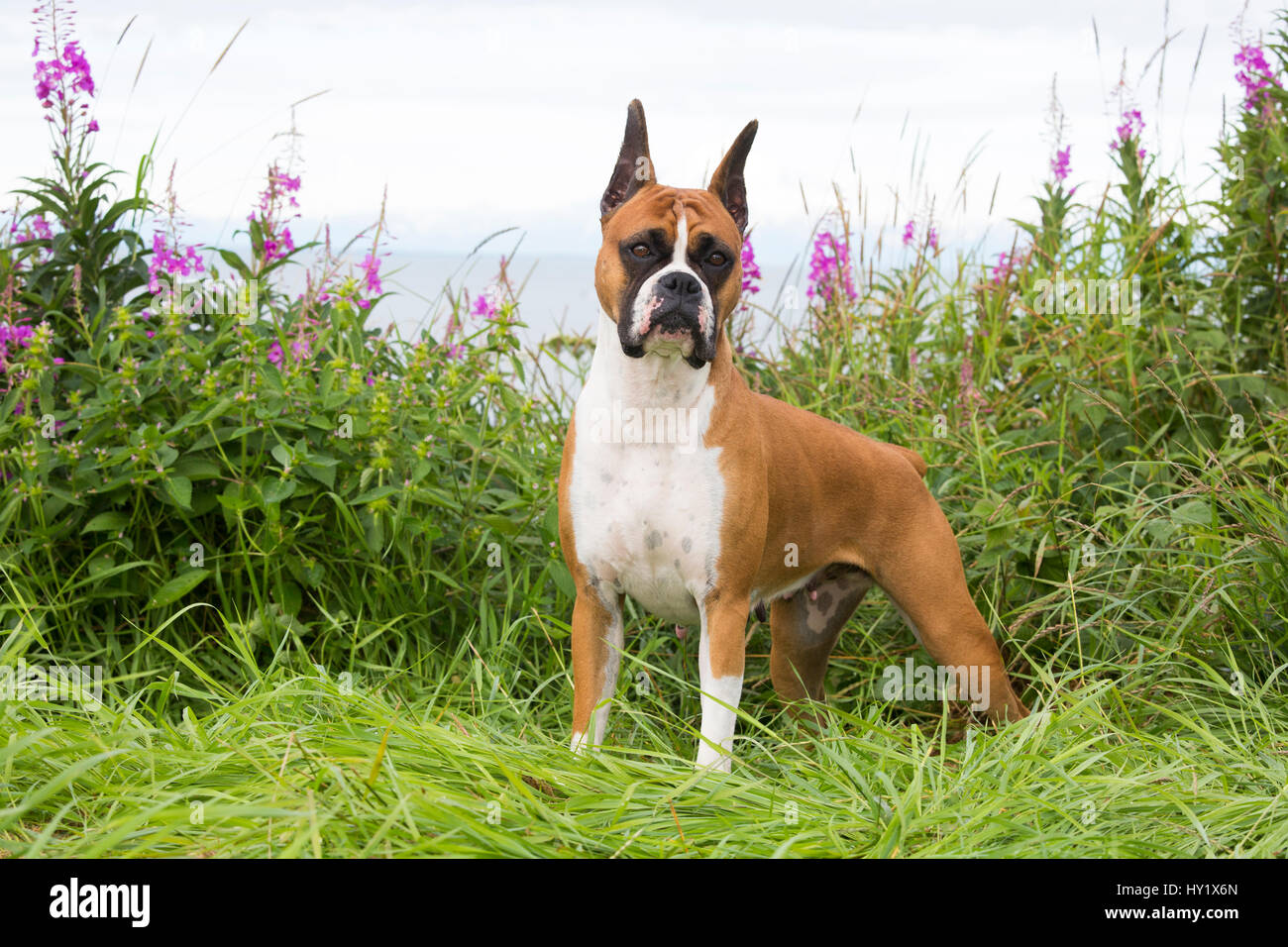 Boxer femmina in piedi in erba selvatica e Fireweed. Kenai, Alaska, Stati Uniti d'America. Foto Stock