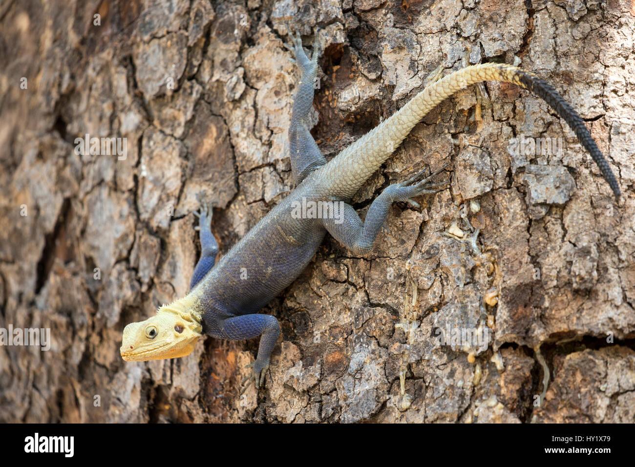 Lucertola AGAMA SA (AGAMA AGAMA SA) maschio. Testa rossa roccia. Le specie comuni del Gambia in pieno colore tipici nei mesi di Aprile e Maggio (appena prima della stagione delle piogge). Gambia, Africa. Aprile 2016. Foto Stock