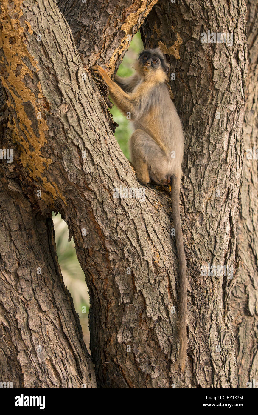 Western Red Colobus (Procolobus badius) giovane in un vecchio albero. Gambia, Africa. Maggio 2016. Foto Stock