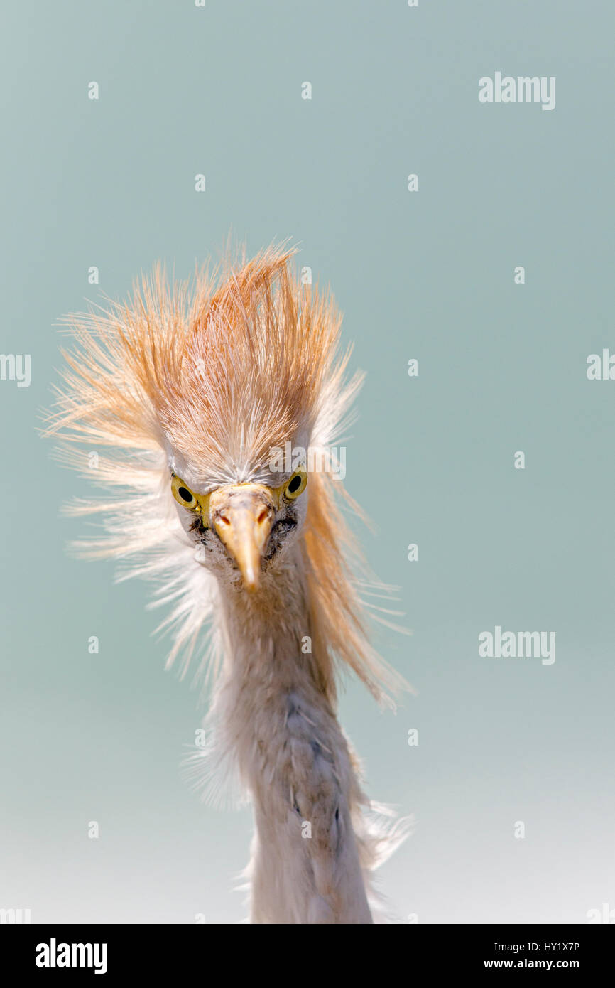 Airone guardabuoi (Bubulcus ibis) close-up ritratto di testa. Gambia, Africa. Maggio 2016. Foto Stock