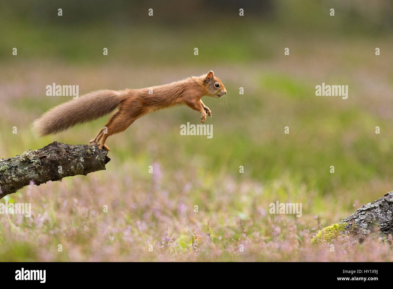Red scoiattolo (Sciurus vulgaris) adulti in estate rivestire saltando tra i registri di caduti in Scozia, Regno Unito. Settembre. Foto Stock