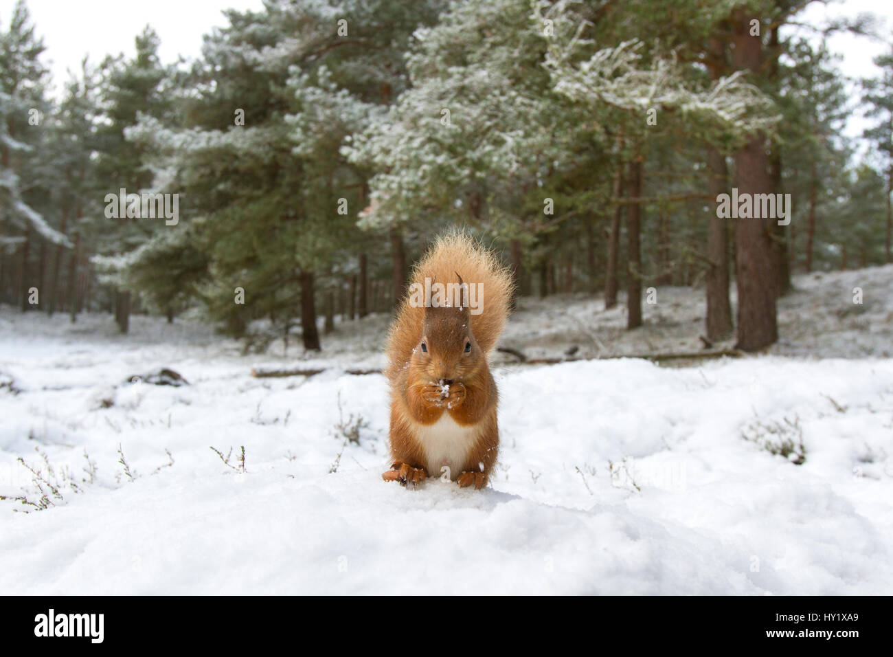 Red scoiattolo (Sciurus vulgaris) in habitat boschivo nella neve. La Scozia, Regno Unito, dicembre. Foto Stock