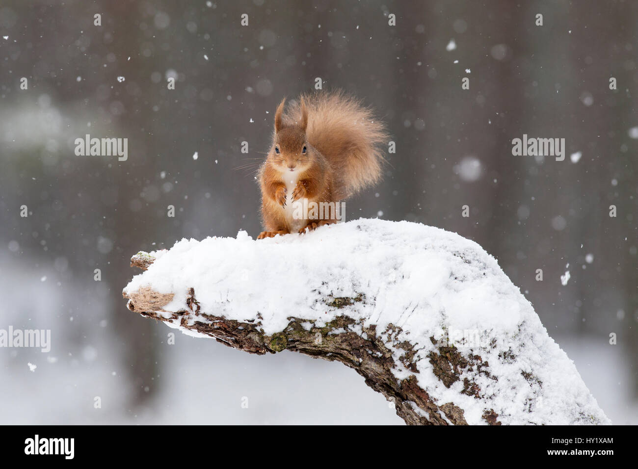 Red scoiattolo (Sciurus vulgaris) sulla coperta di neve il moncone. La Scozia, Regno Unito, febbraio. Foto Stock