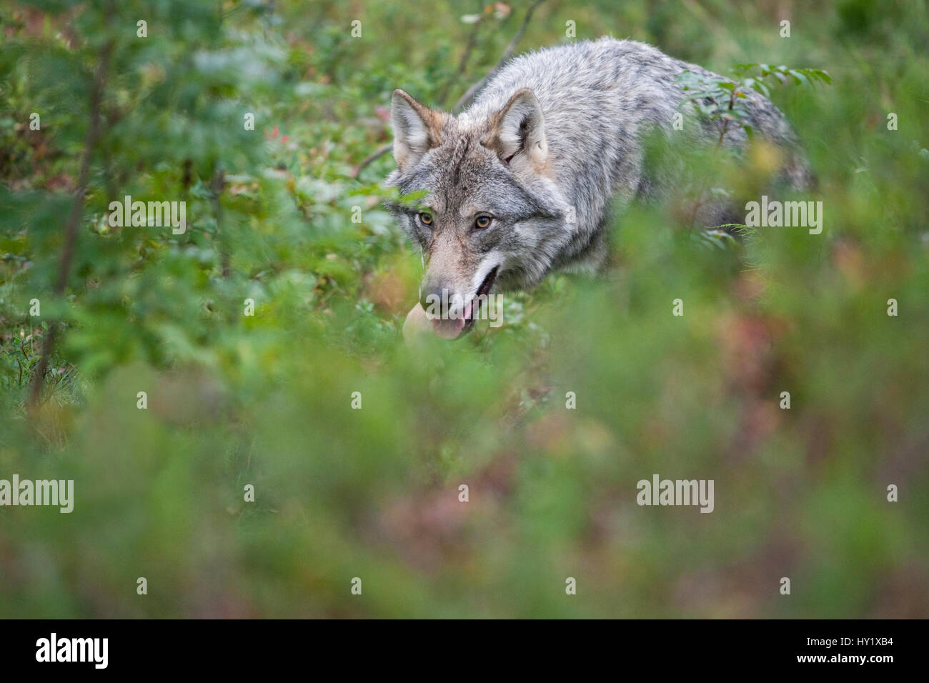 Lupo (Canis lupus) camminando attraverso il bosco in autunno. Condizioni controllate, prese in Norvegia. Settembre Foto Stock