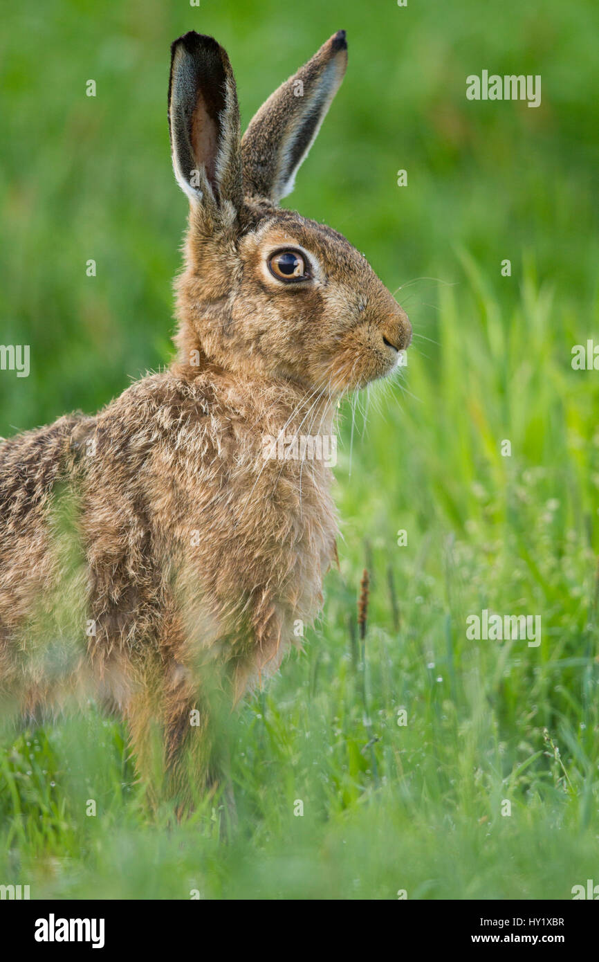 Brown lepre (Lepus europaeus) close-up verticale. La Scozia, Regno Unito. Foto Stock