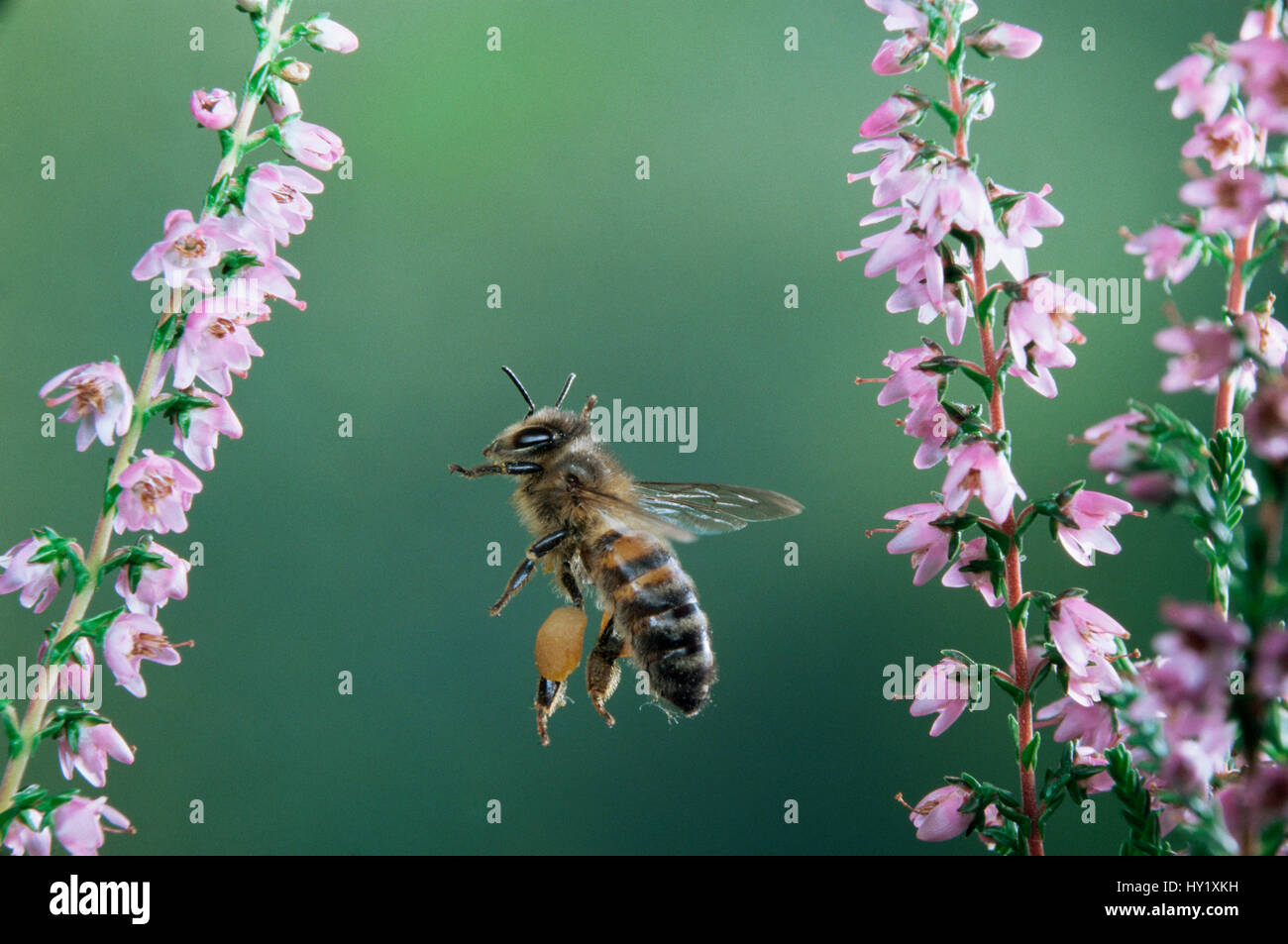 RF- Honey Bee lavoratore in volo con piena di sacche di polline in visita a heather fiori. Foto Stock