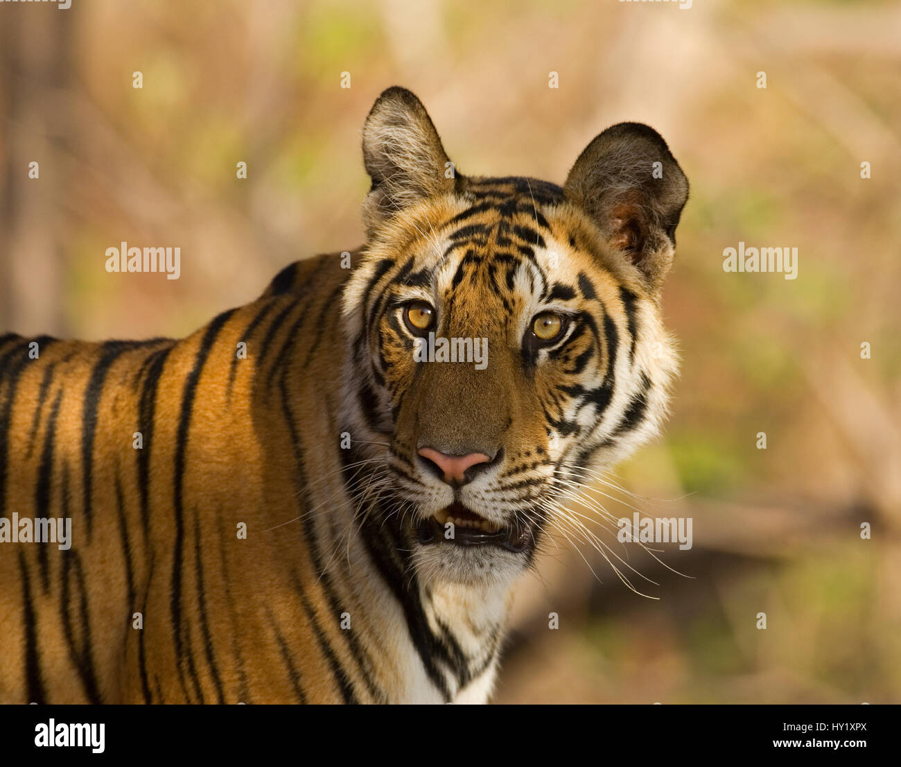 Ritratto di Tiger (Panthera tigris) Bandhavgarh National Park, India. Specie in via di estinzione. Foto Stock