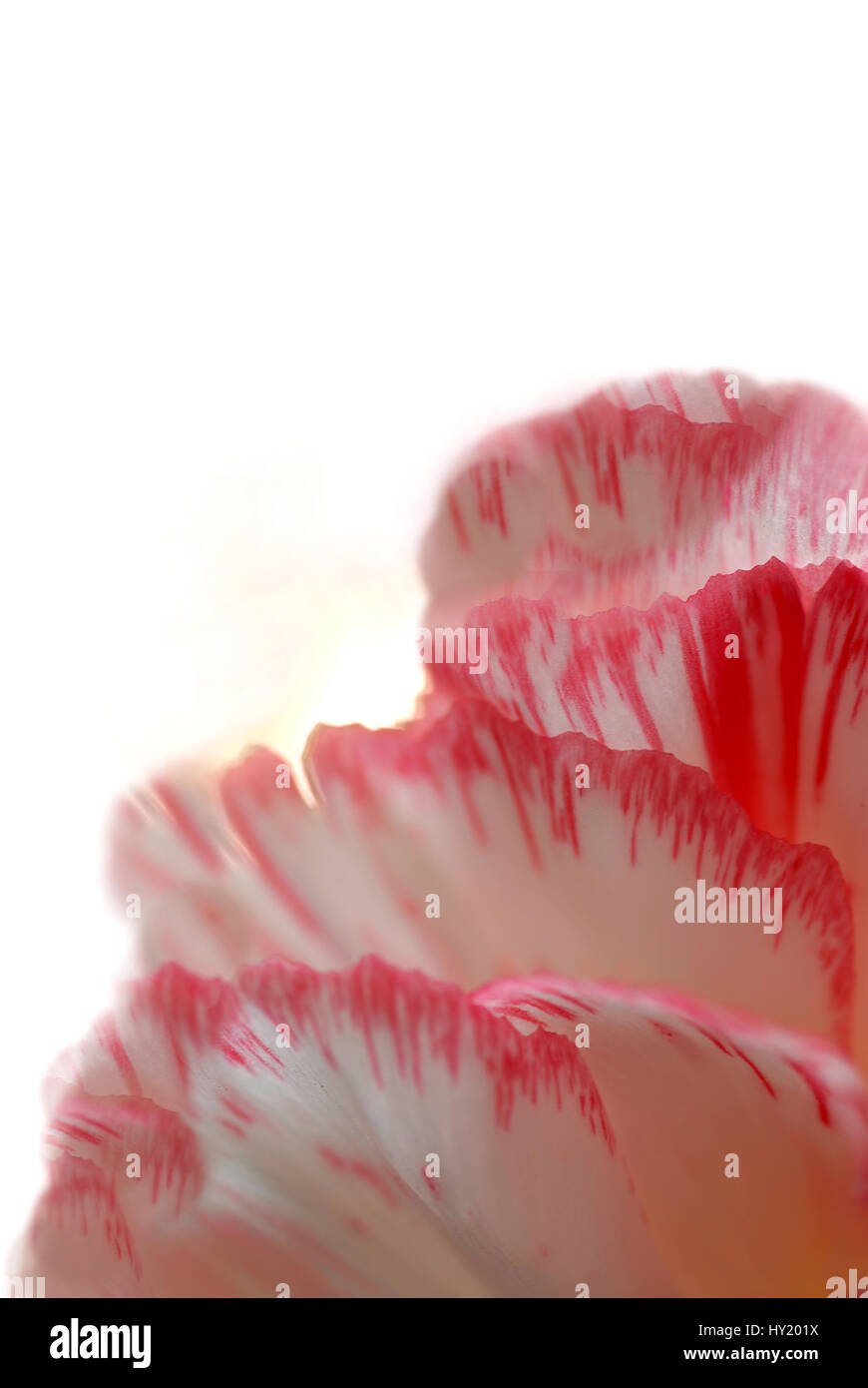 Questo stock foto mostra il dettaglio astratto di rosa petali di garofano con una profondità di campo ridotta che mostra ancora alcune della struttura dei petali. Foto Stock