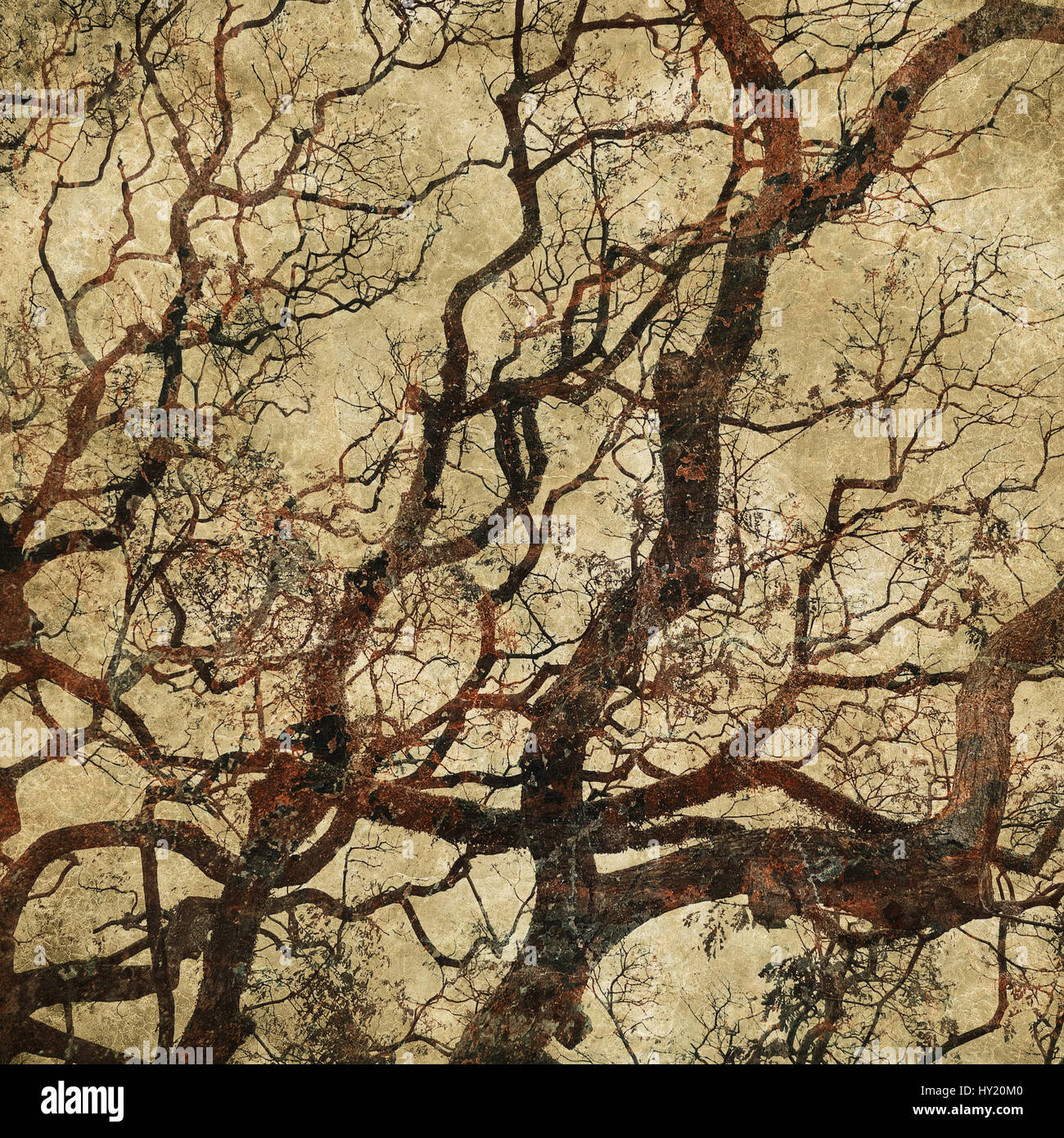 Grunge sfondo con sagome ad albero Foto Stock