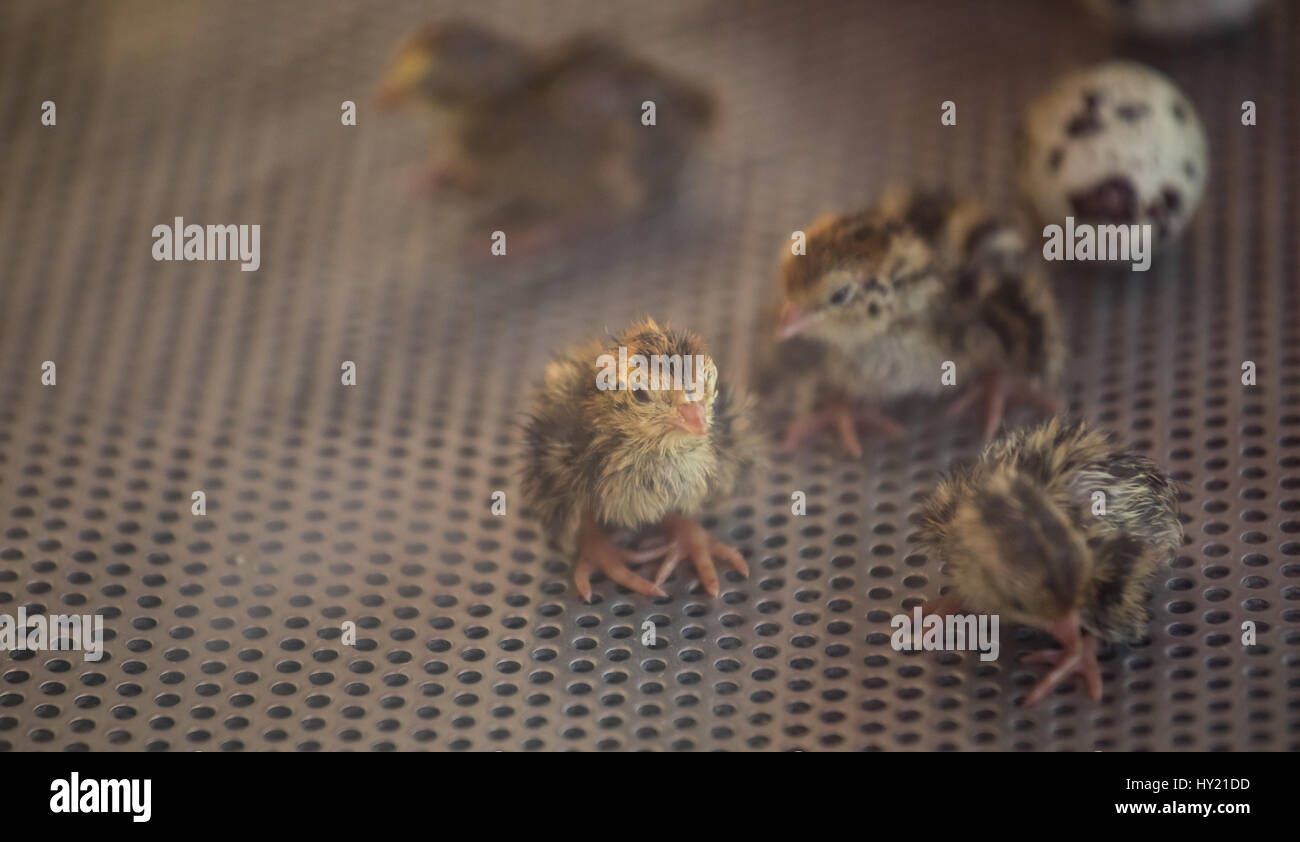 Close-up di baby quaglia in un incubatore. Cancun, Messico. Foto Stock