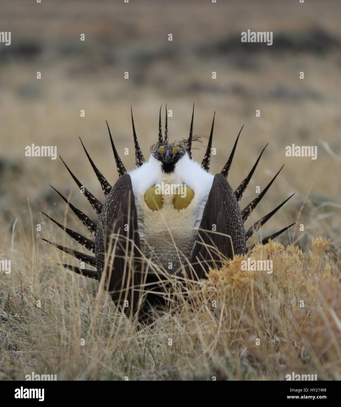 Maggiore Sage-Grouse (Centrocercus urophasianus) a Lek in sè Wyoming. Foto Stock