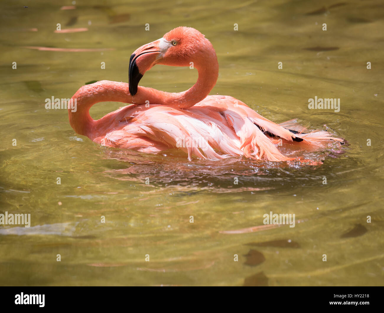 Close-up di un flamingo prendere un bagno. Cancun, Messico. Foto Stock