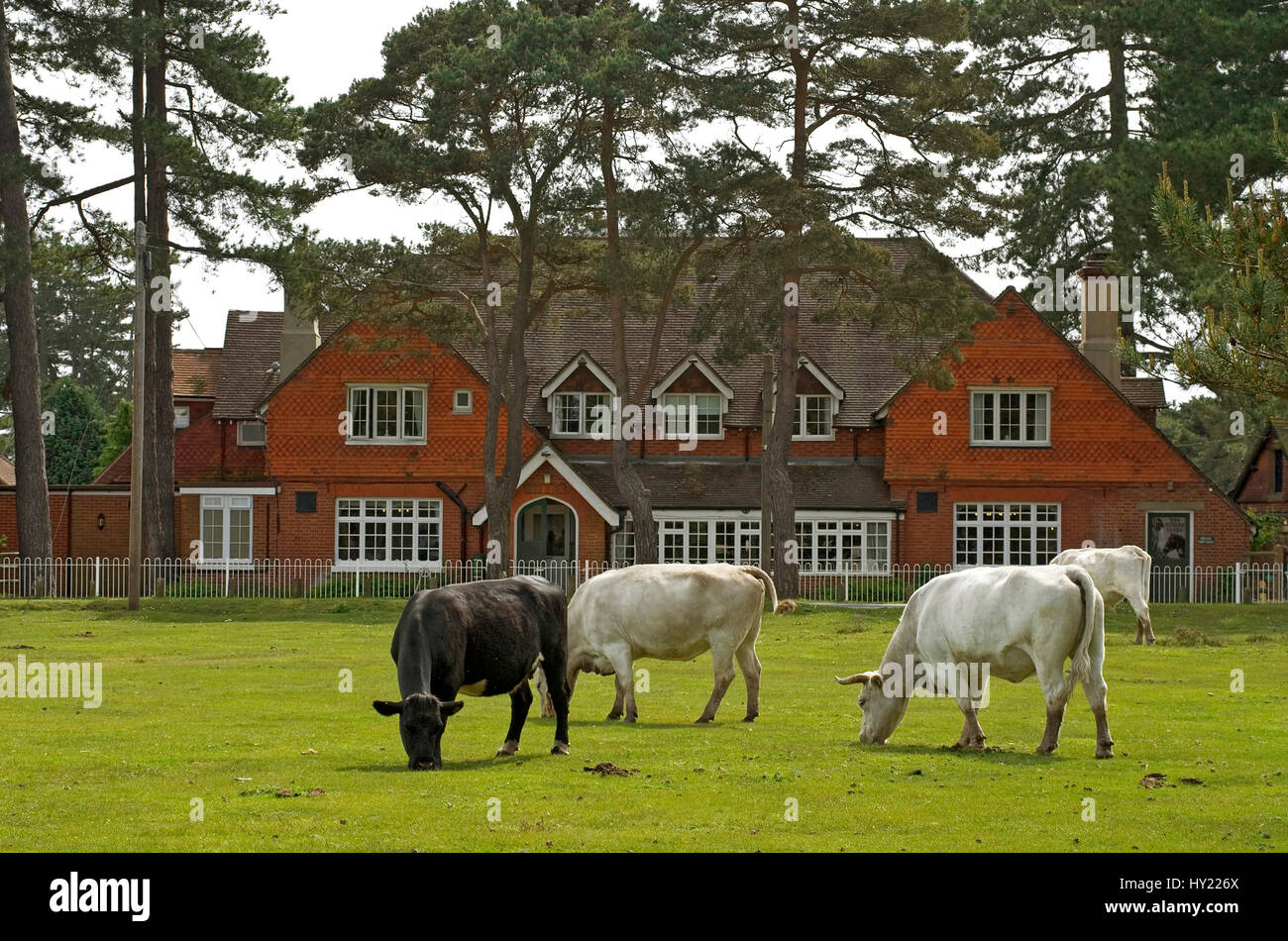 Mezza selvatica bestiame al nuovo territorio Wildlife Park vicino Lyndale, sud-est dell' Inghilterra. Halbwilde KÃ¼he im nuovo territorio Wildpark, ein weites capitolo Gebiet Foto Stock