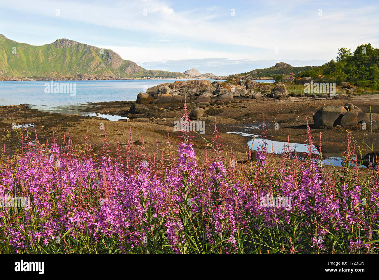 Questa immagine mostra un bel paesaggio di Primavera di un litorale a Lofoten Isola di Vestvagoy che appartengono alla Norvegia. In primo piano si possono vedere m Foto Stock