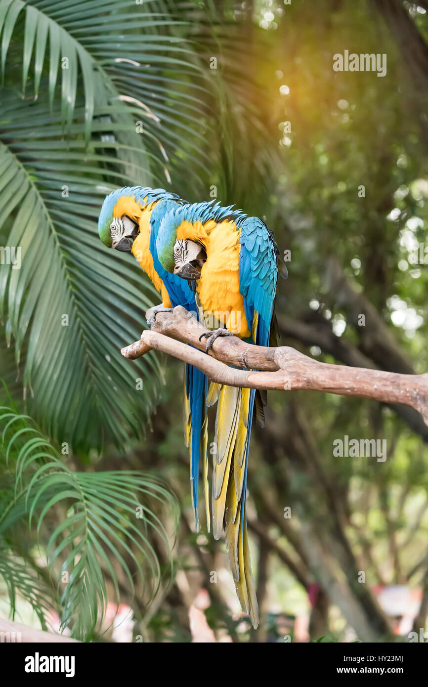 Pappagalli colorati bird seduta sul pesce persico. Foto Stock